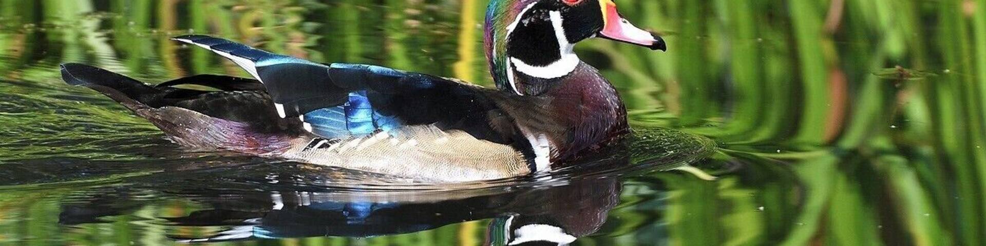 A duck swimming in a pond surrounded by green vegetation.