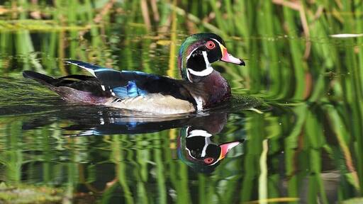 A late season male wood duck in the early morning. I took this photo from a blind that exists off one of the walking paths. This place is a great location for ducks and swans in the Fall - Winter period.