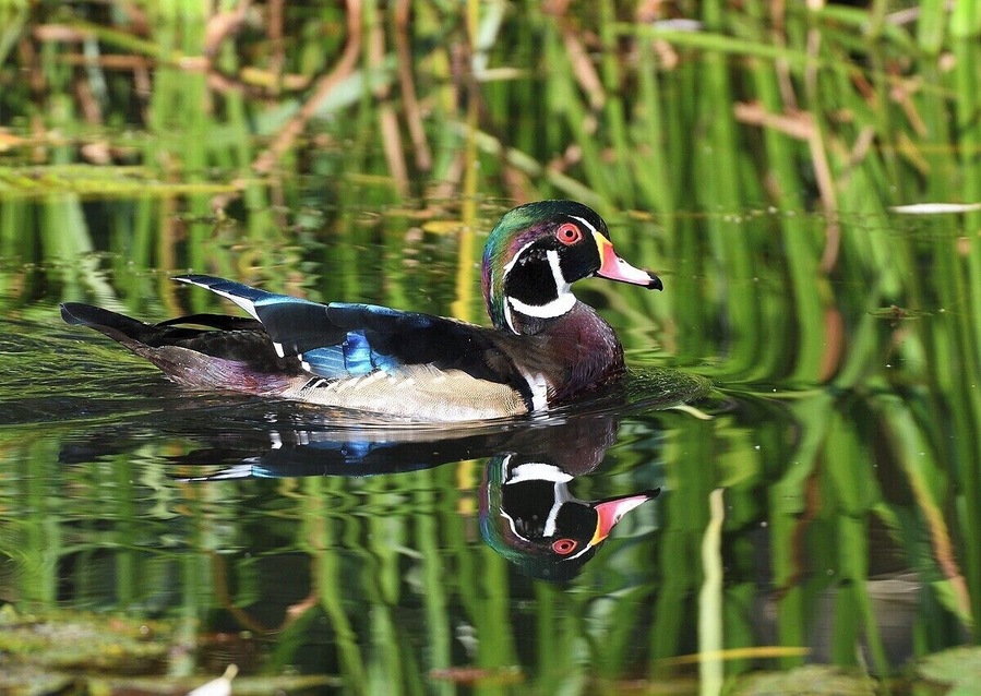 A late season male wood duck in the early morning. I took this photo from a blind that exists off one of the walking paths. This place is a great location for ducks and swans in the Fall - Winter period.