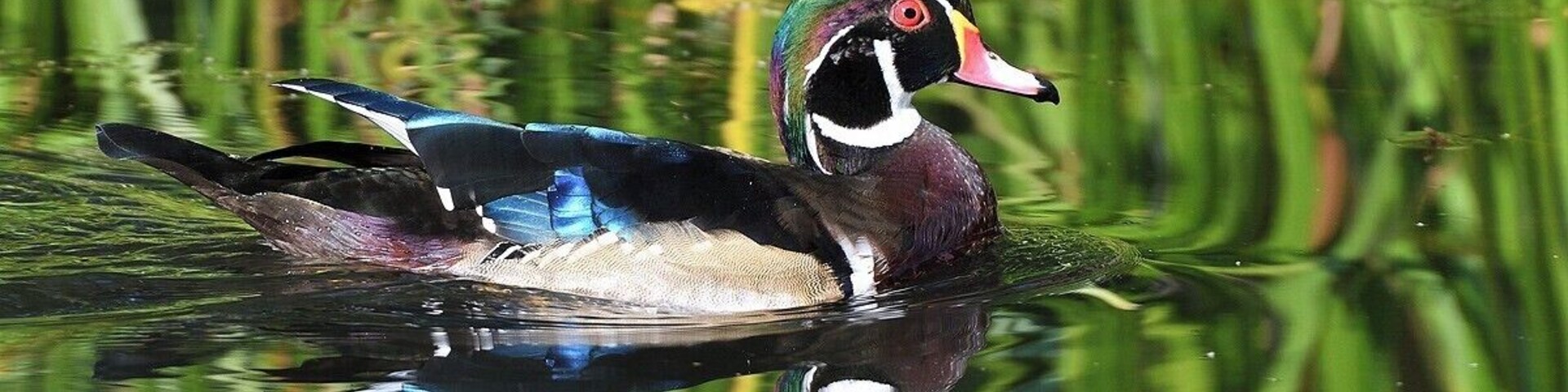 A late season male wood duck in the early morning. I took this photo from a blind that exists off one of the walking paths. This place is a great location for ducks and swans in the Fall - Winter period.