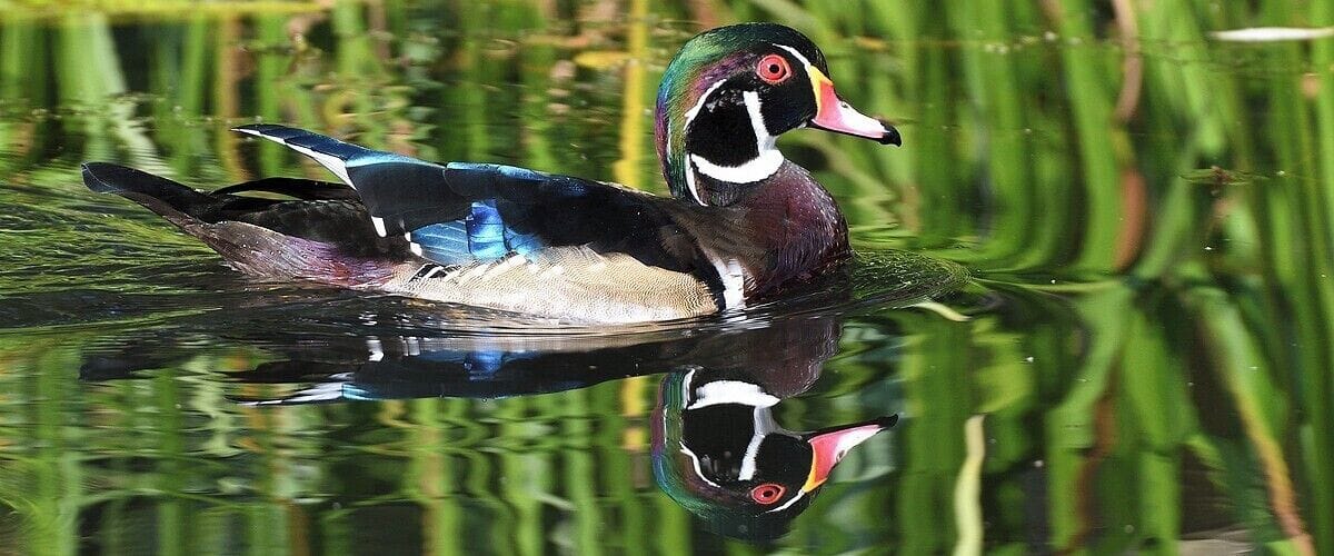 A duck swimming in a pond surrounded by green vegetation.