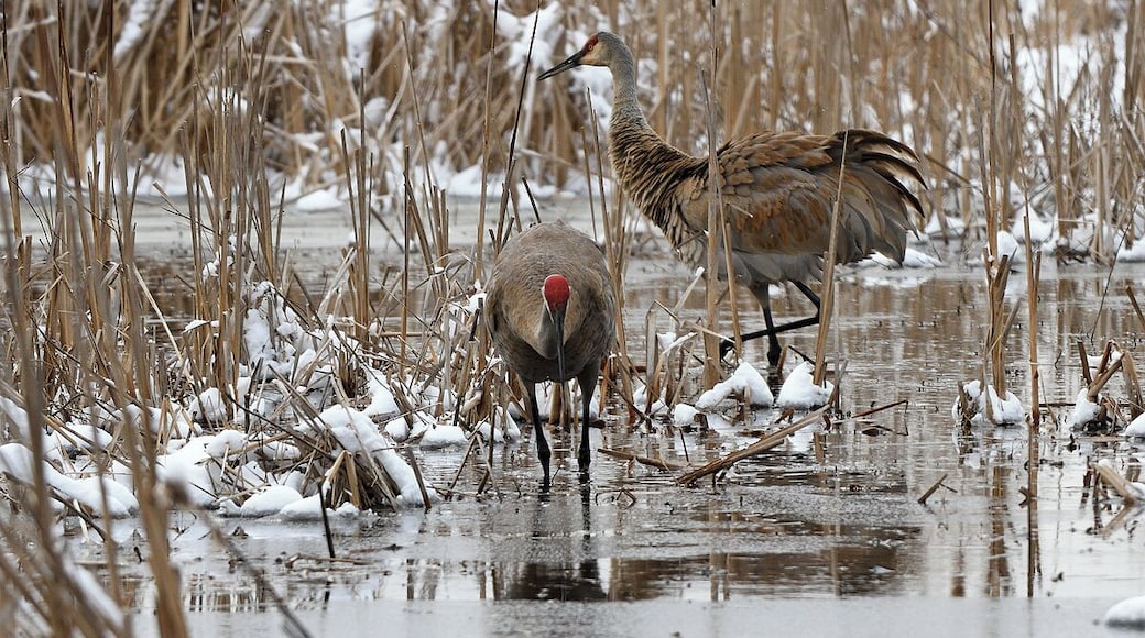 A pair of sandhill cranes feeding in the wetland at Volo Bog. You have to stay on the boardwalk here which does not have handrails and runs through the heart of the bog. If you did fall off you would forever be a a part of the wetland.