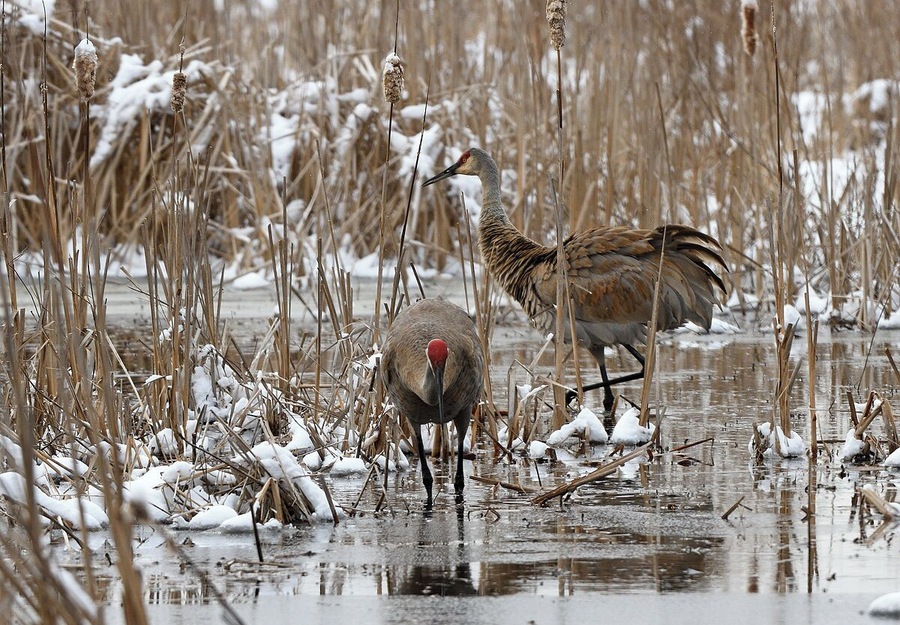A pair of sandhill cranes feeding in the wetland at Volo Bog. You have to stay on the boardwalk here which does not have handrails and runs through the heart of the bog. If you did fall off you would forever be a a part of the wetland.