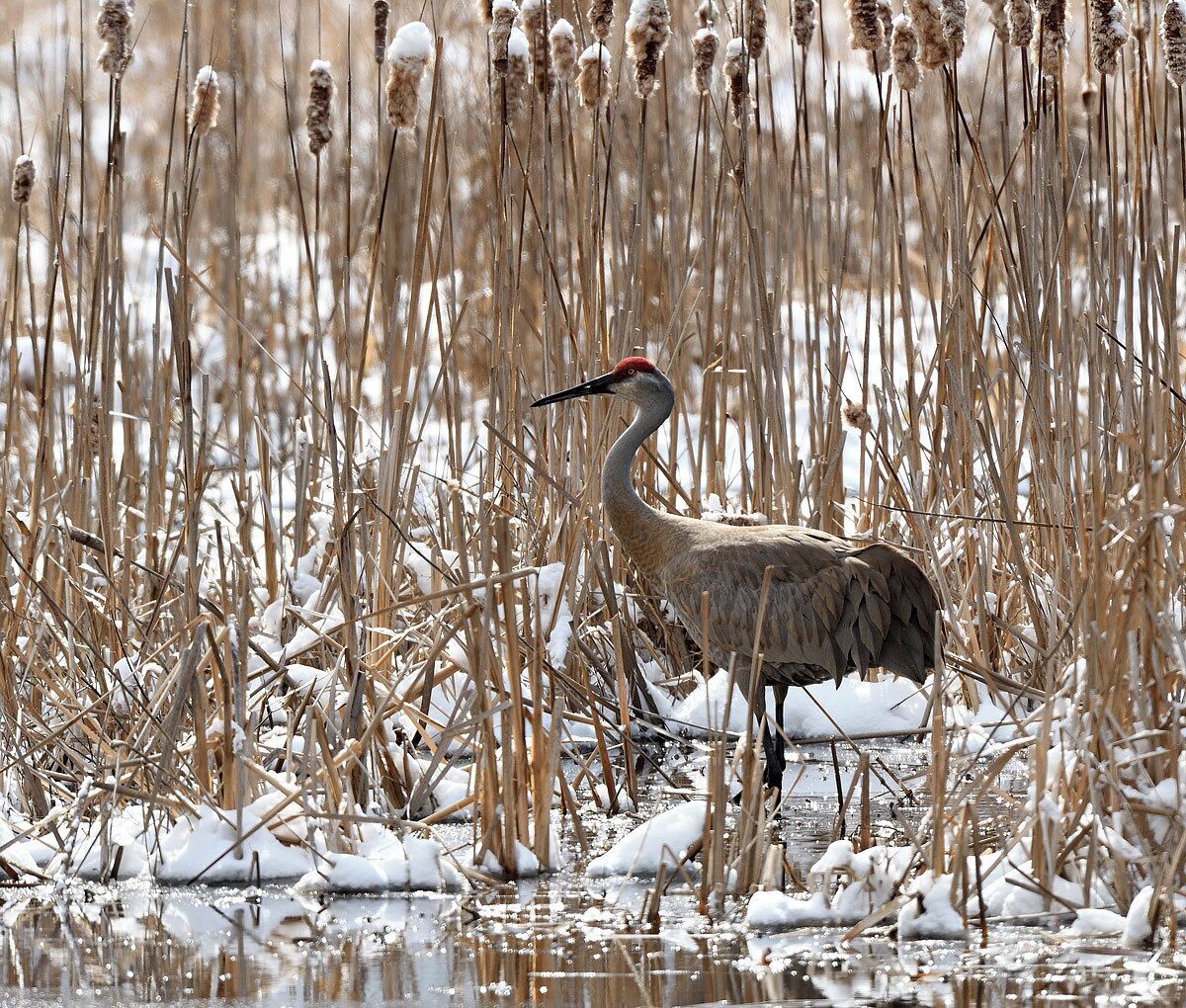 A special place that is the only quaking bog in Illinois this wetland annually attracts big numbers of swans, ducks and sandhill cranes. We had a 10 inch snowstorm on Monday so I ventured out to see if I could locate any sandhills and while  I observed many I was only able to get close to a couple of them. The call of a sandhill crane is something you will never forget once you hear it.