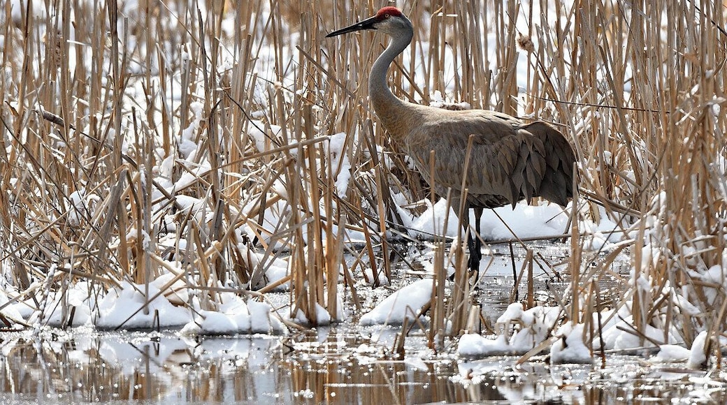 A special place that is the only quaking bog in Illinois this wetland annually attracts big numbers of swans, ducks and sandhill cranes. We had a 10 inch snowstorm on Monday so I ventured out to see if I could locate any sandhills and while I observed many I was only able to get close to a couple of them. The call of a sandhill crane is something you will never forget once you hear it.