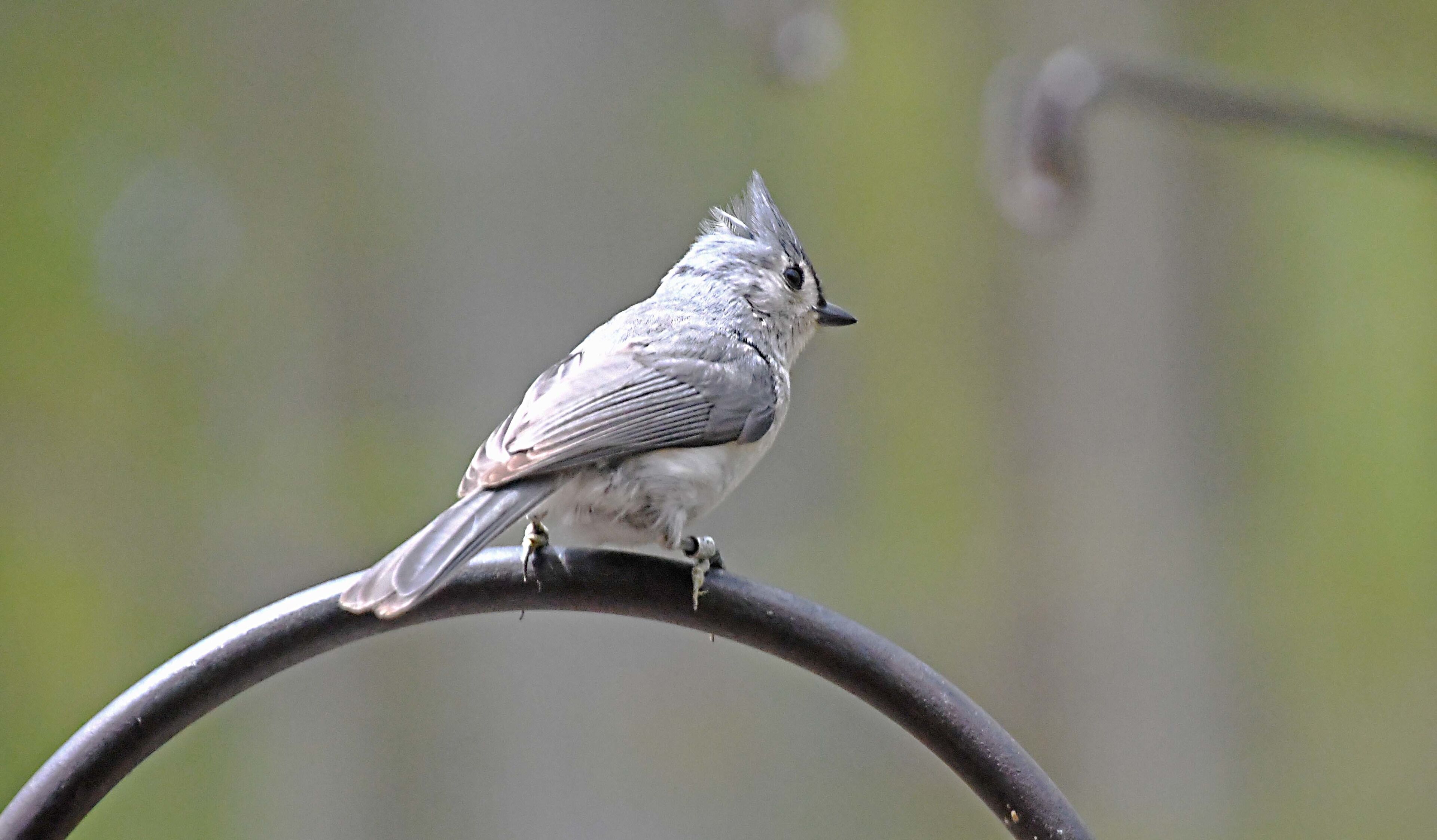 Busy day near the nature center bird feeders.