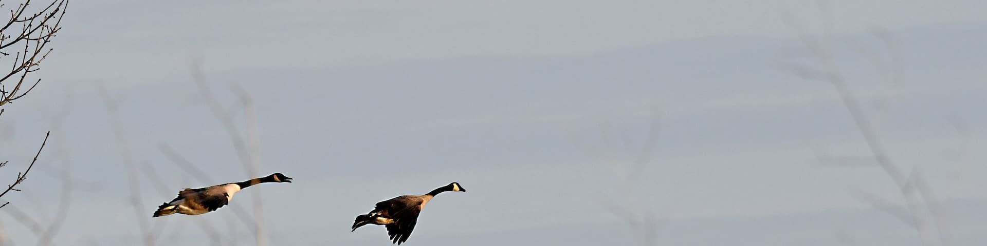 Two geese flying in a clear sky.