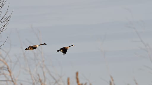 Had to share this one. These Canadian Geese remind me of the rubber chickens found in novelty stores.