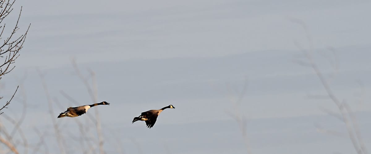 Two geese flying in a clear sky.