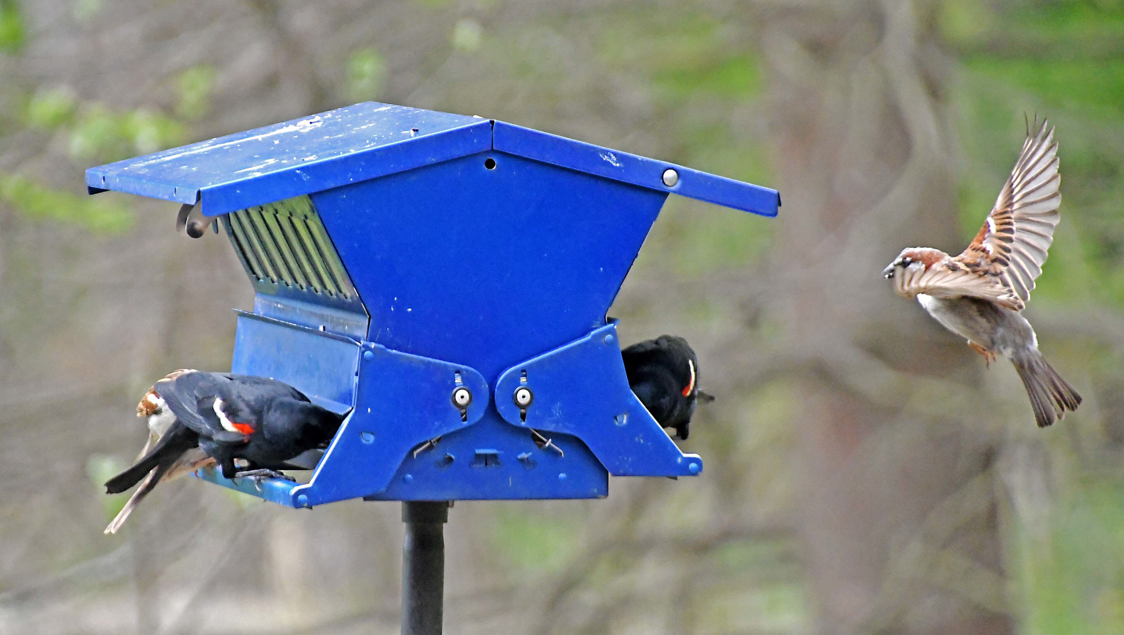 Busy day near the nature center bird feeders.