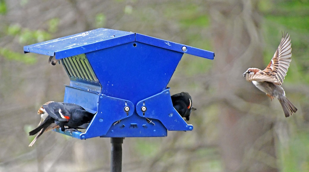 Busy day near the nature center bird feeders.