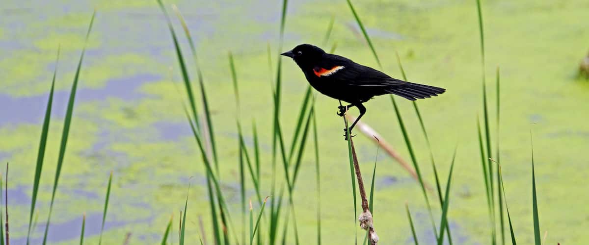 Red-winged Blackbird down in the cattails.