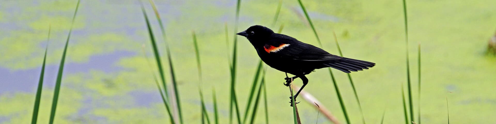 Red-winged Blackbird down in the cattails.