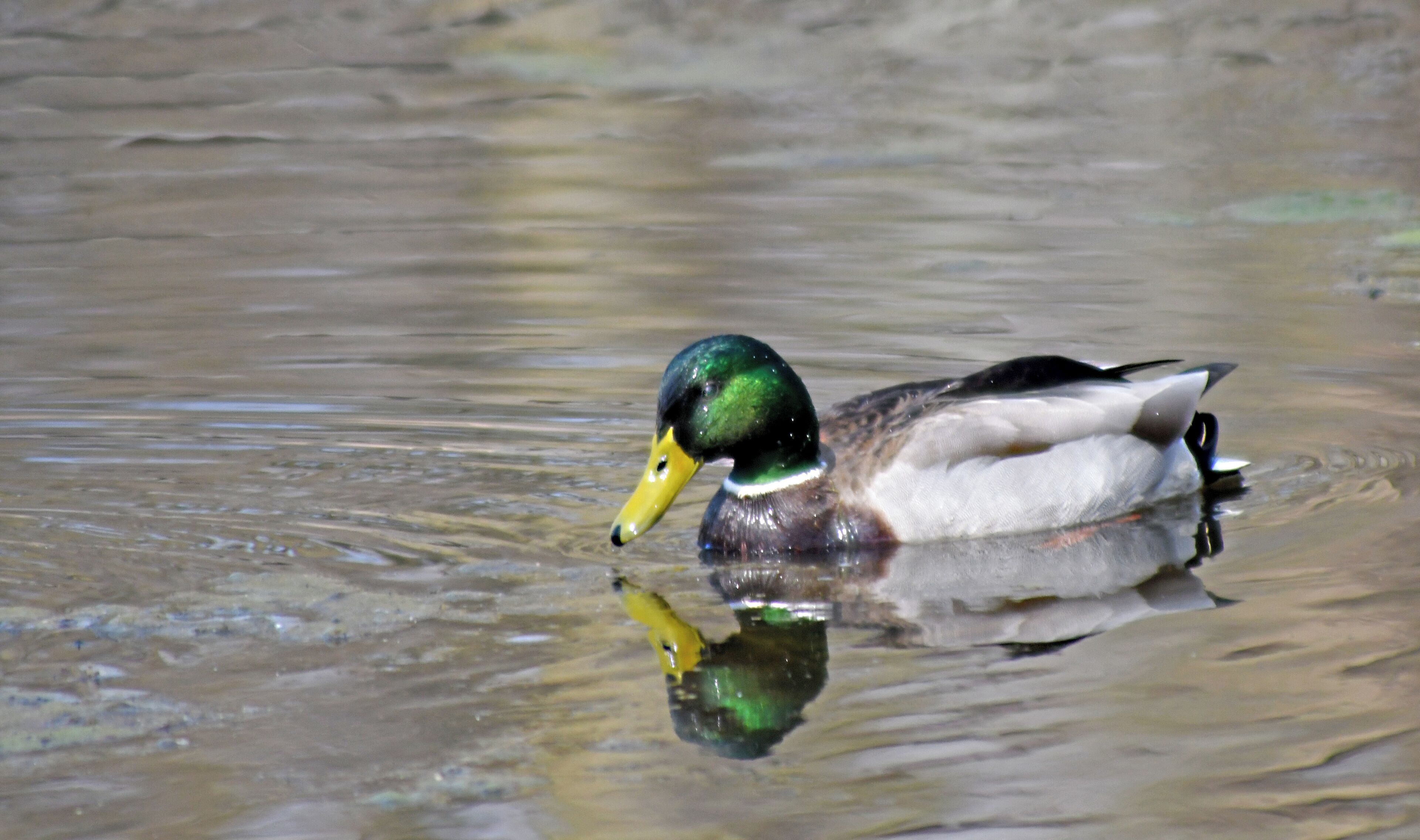 Today was a balmy 65 °F and with a recently purchased camera and lens to play with it was off to the nature trail.  This Mallard was out for a swim.