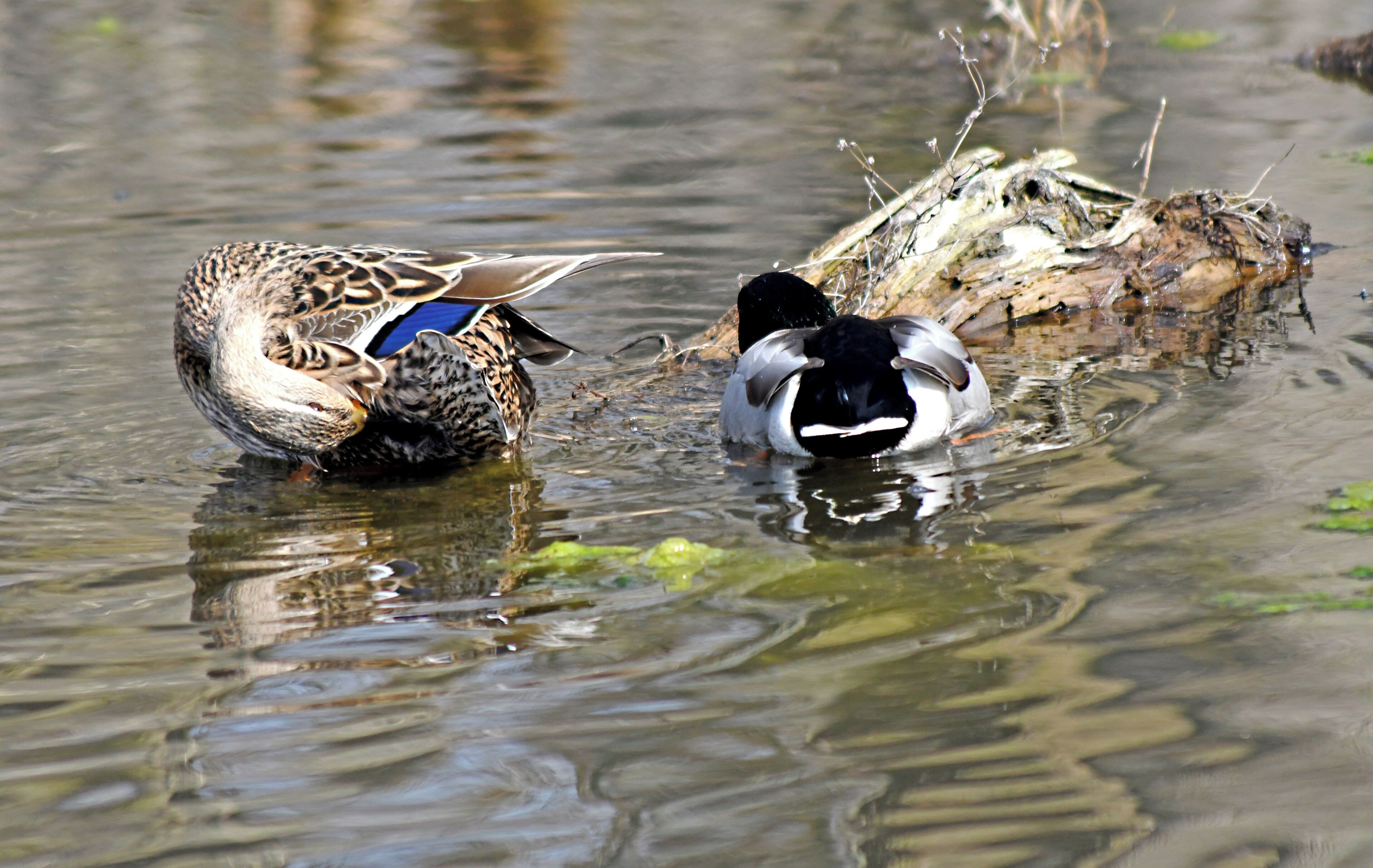 Caught this pair of Mallards taking a break to do a little preening.
