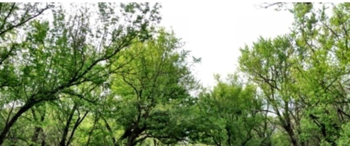 A rural road flanked by dense green trees.