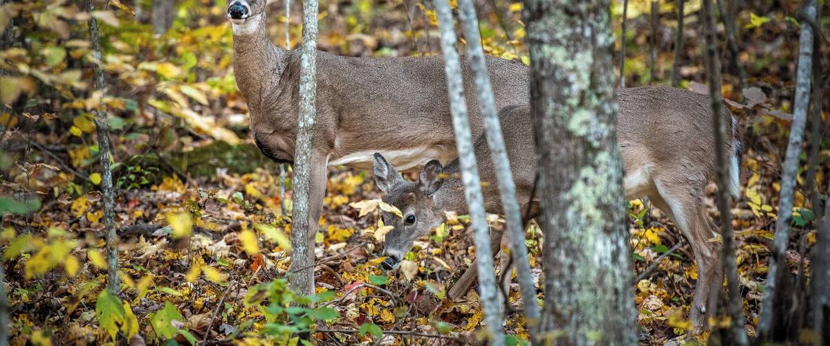 This is what we call a drive by shooting(all pun intended). Driving around the Missouri Ozarks in Pulaski county. My wife was driving and I had my camera ready.