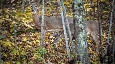 A deer in a forest with autumn leaves.