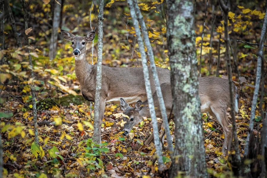 This is what we call a drive by shooting(all pun intended). Driving around the Missouri Ozarks in Pulaski county. My wife was driving and I had my camera ready.