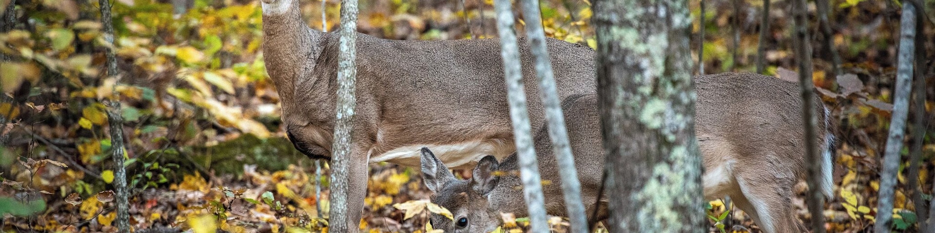 This is what we call a drive by shooting(all pun intended). Driving around the Missouri Ozarks in Pulaski county. My wife was driving and I had my camera ready.