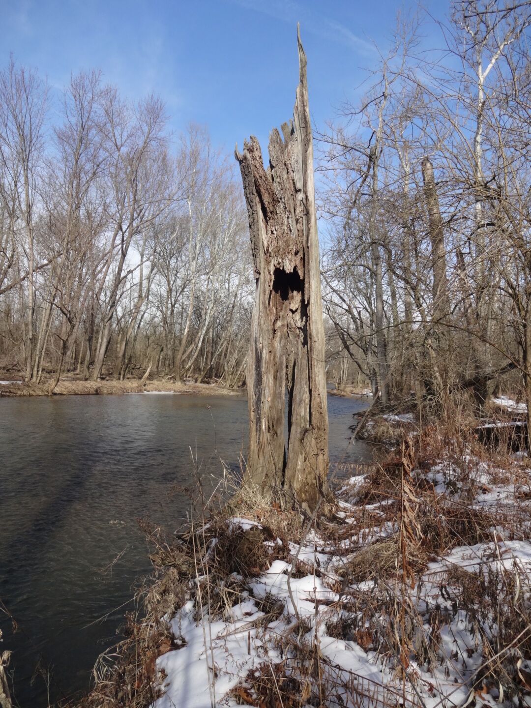 The artfully decaying remains of a fallen tree along the shore of the Big Darby Creek along the Sycamore Plains Trails at Prairie Oaks Metropark.

#snow