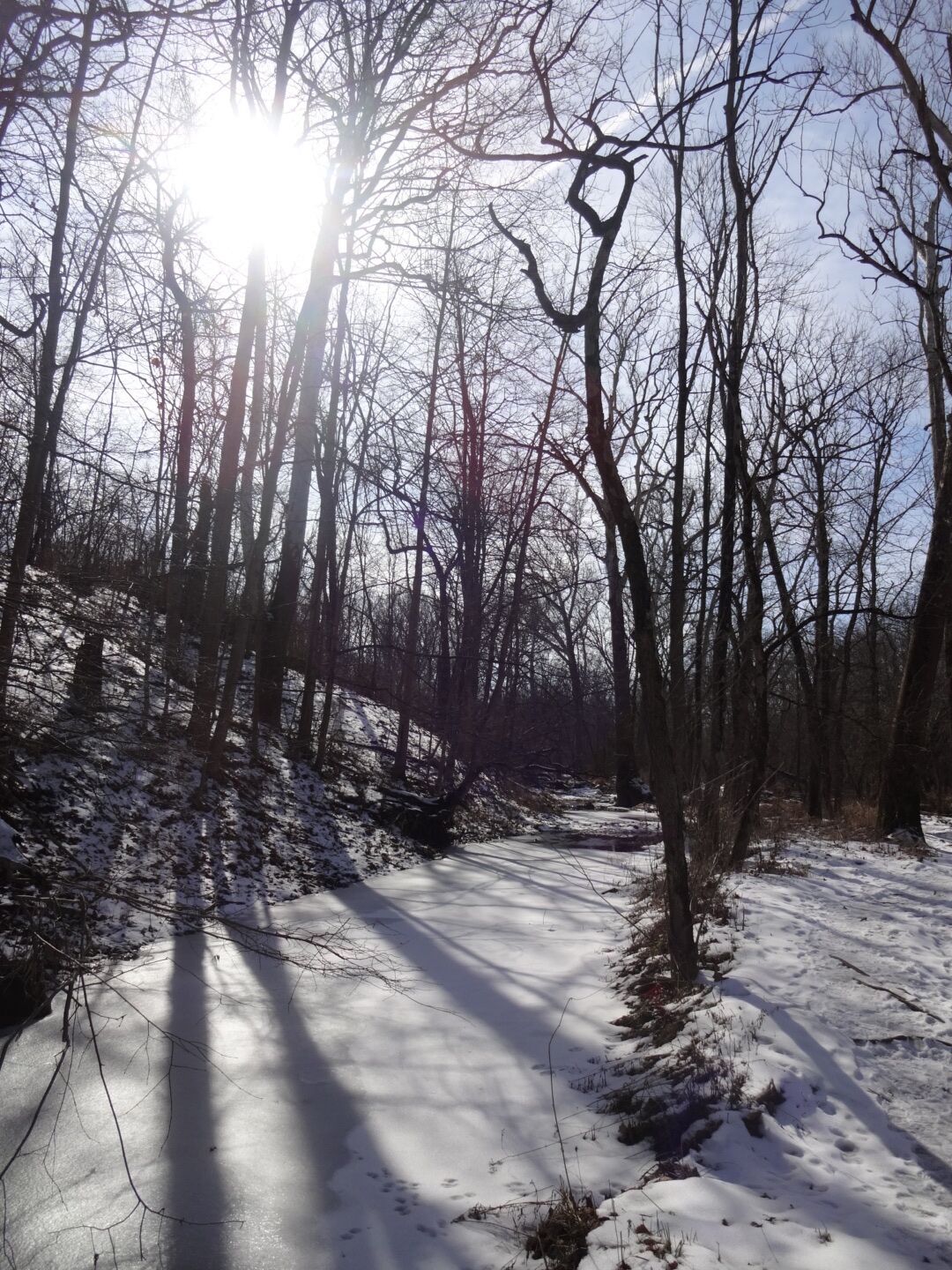 The low winter sun filtering through the barren winter trees above a frozen off-shoot of the Big Darby Creek along the Sycamore Plains Trails at Prairie Oaks Metropark.

#snow