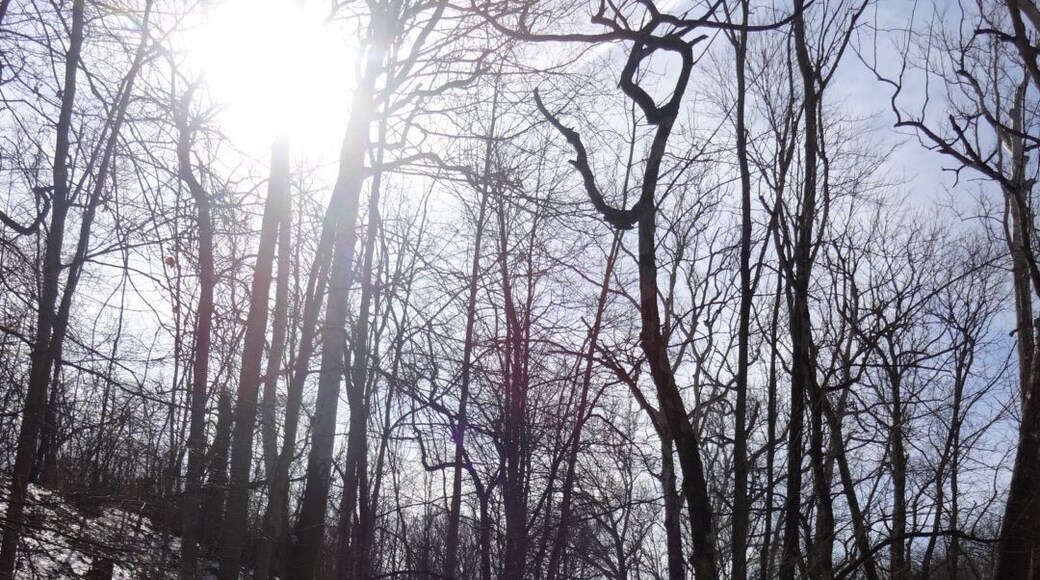 The low winter sun filtering through the barren winter trees above a frozen off-shoot of the Big Darby Creek along the Sycamore Plains Trails at Prairie Oaks Metropark.
#snow