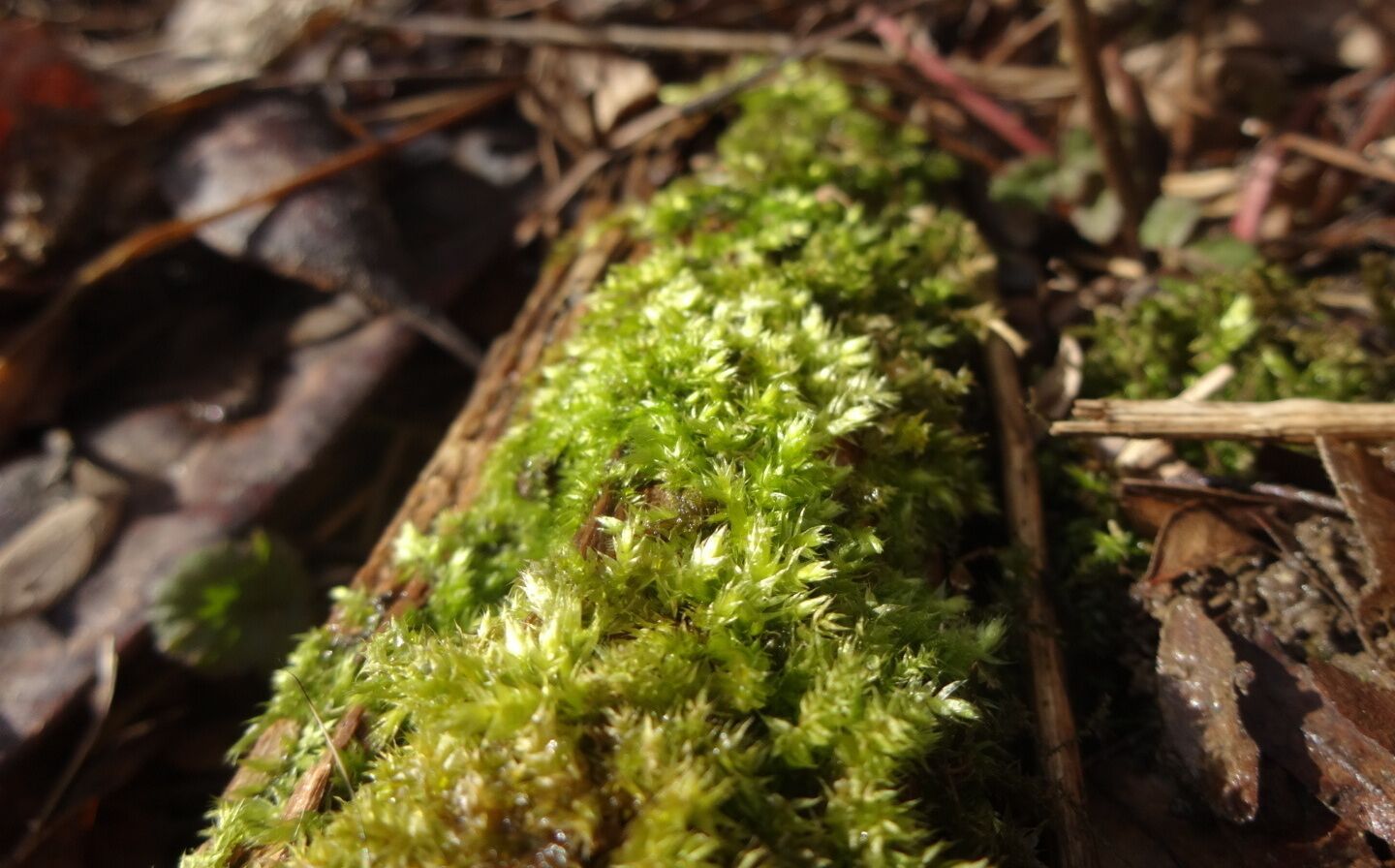 a serious close-up of vivid green moss on a decomposing log. Just about the only spot of color to be found amongst the winter forest browns and the white patches of #snow along the Sycamore Plains Trails at Prairie Oaks Metropark.