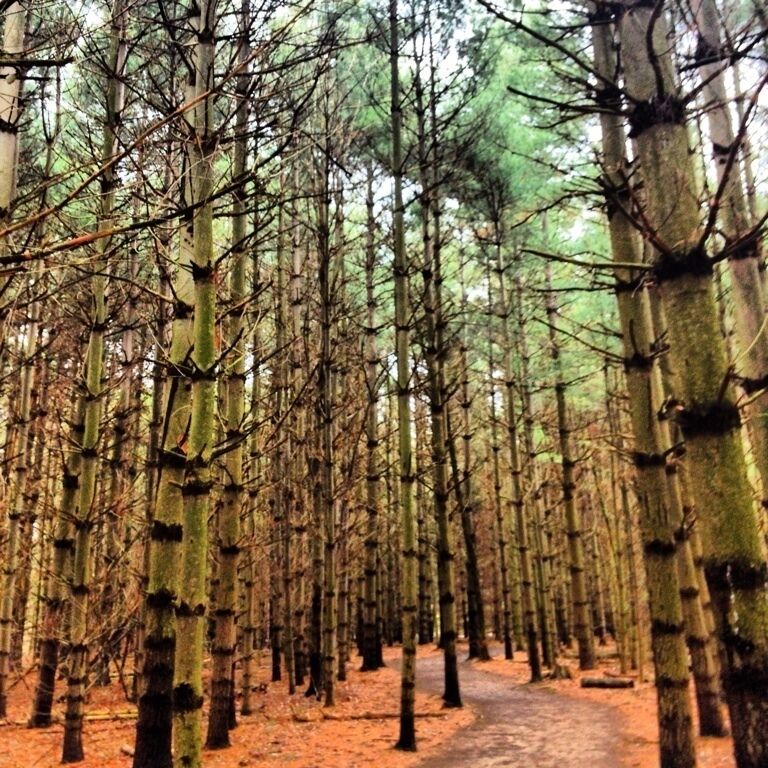 A forest with tall trees and a dirt path.