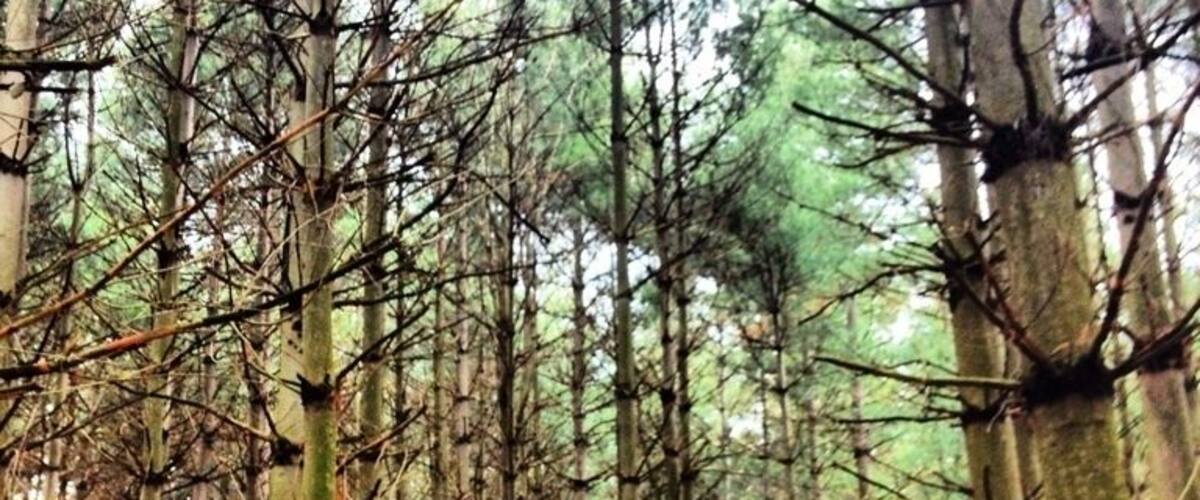 A forest with tall trees and a dirt path.