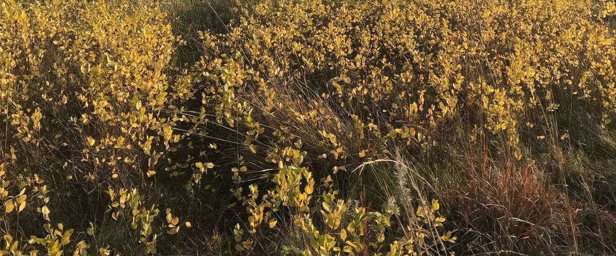 Look deep into nature, and then you will understand everything better. ~Albert Einstein