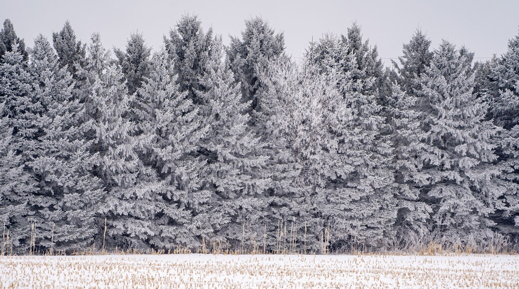Line of large pine trees covered in rime ice in a Minnesota winter