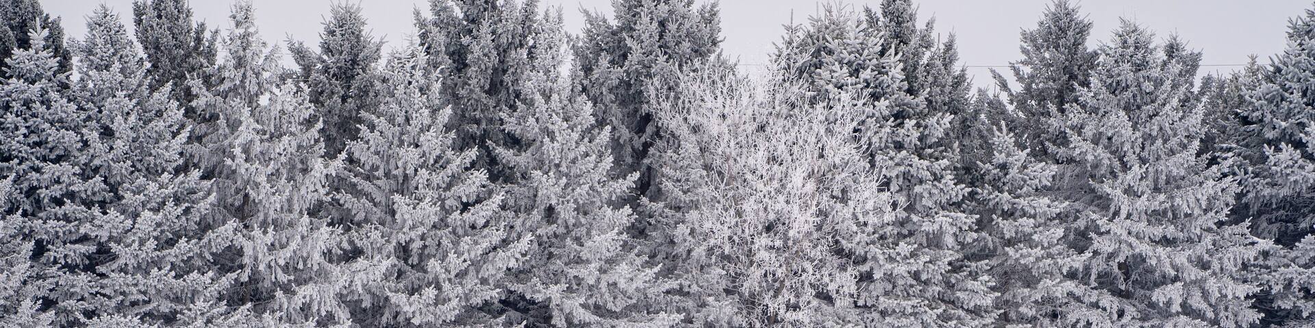 Line of large pine trees covered in rime ice in a Minnesota winter