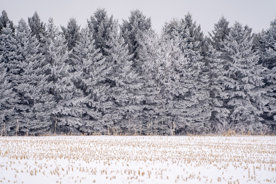Line of large pine trees covered in rime ice in a Minnesota winter