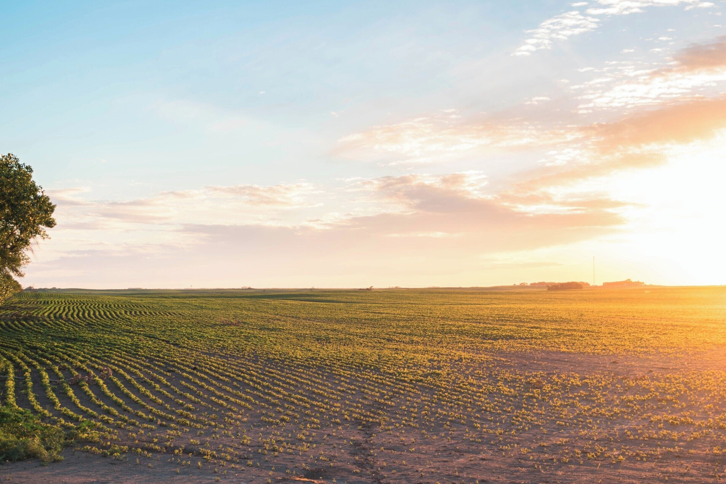 A vast agricultural field with rows of crops under a clear sky.