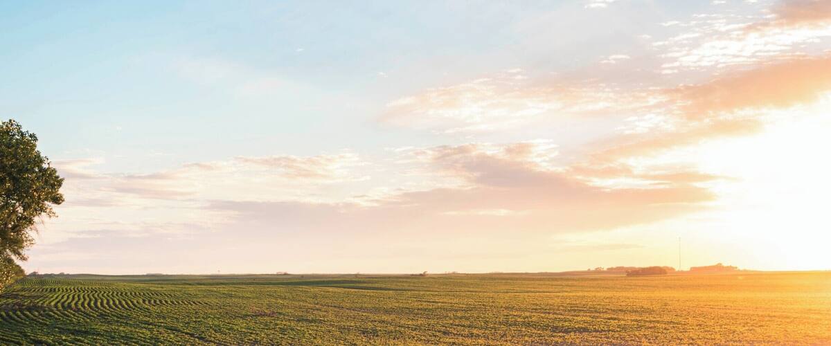 A vast agricultural field with rows of crops under a clear sky.
