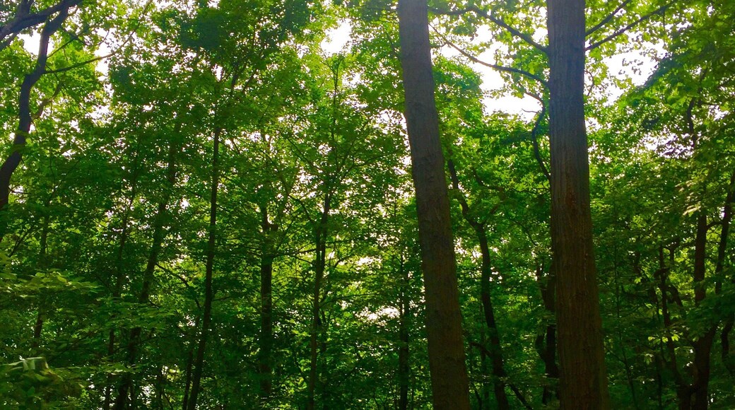 Quiet getaway only an hour from Chicago