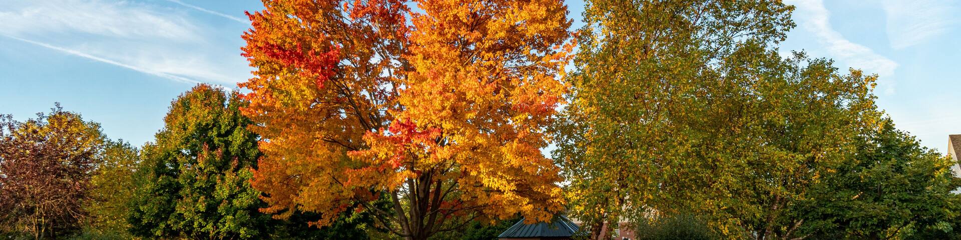 Beautiful Fall Colors on Trees Along a Walking Path in a Neighborhood