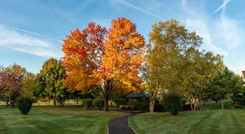 Beautiful Fall Colors on Trees Along a Walking Path in a Neighborhood