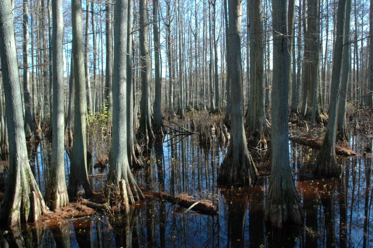A swampy area with tall, thin trees and water reflecting the sky.