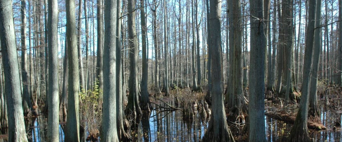 A swampy area with tall, thin trees and water reflecting the sky.