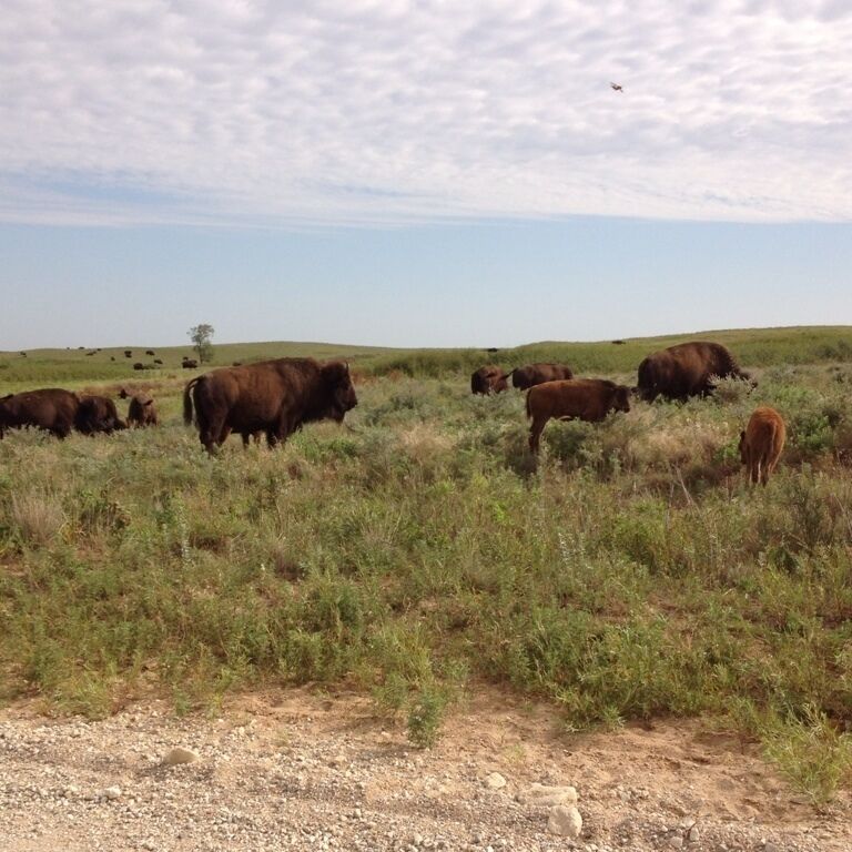 A herd of cattle grazing in a grassy field with a clear sky.