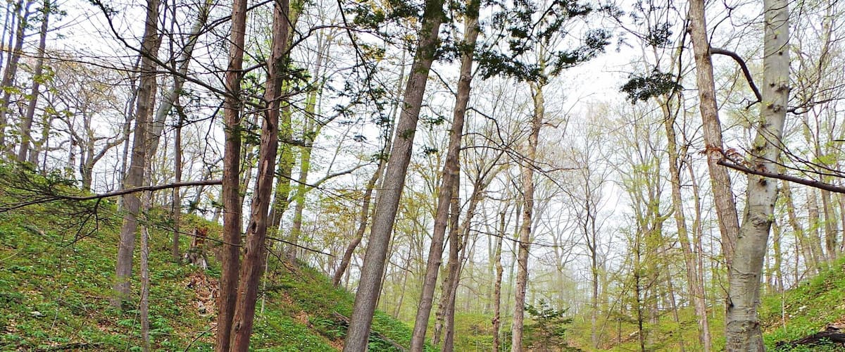 A wooden bridge in a forested area.