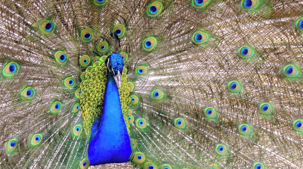 This fella went all out trying to impress two lovely ladies sharing the same pen. The peacock was one of a handful of exotic animals that were part of the farm portion of this local amusement park.