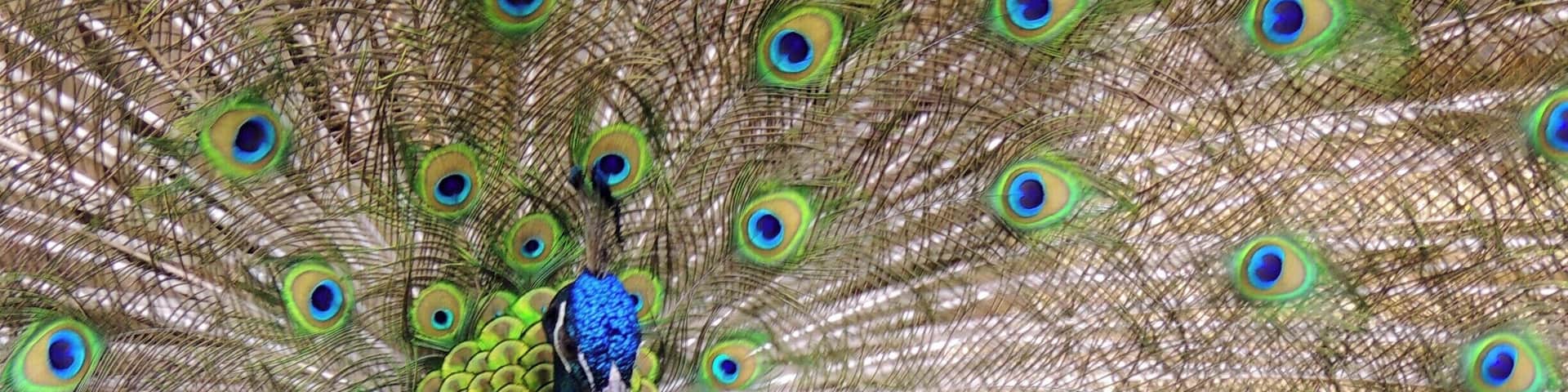 This fella went all out trying to impress two lovely ladies sharing the same pen. The peacock was one of a handful of exotic animals that were part of the farm portion of this local amusement park.