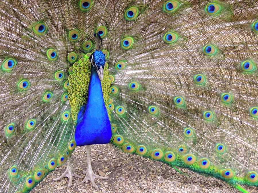 This fella went all out trying to impress two lovely ladies sharing the same pen. The peacock was one of a handful of exotic animals that were part of the farm portion of this local amusement park.