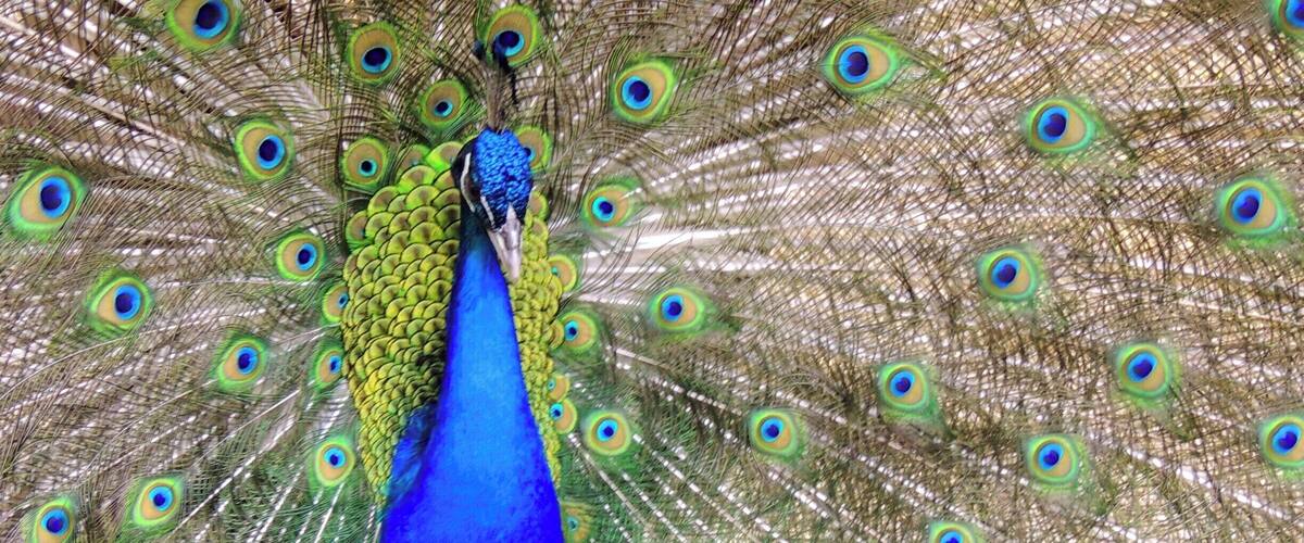 A peacock with a vibrant blue neck and a full display of green and blue tail feathers.