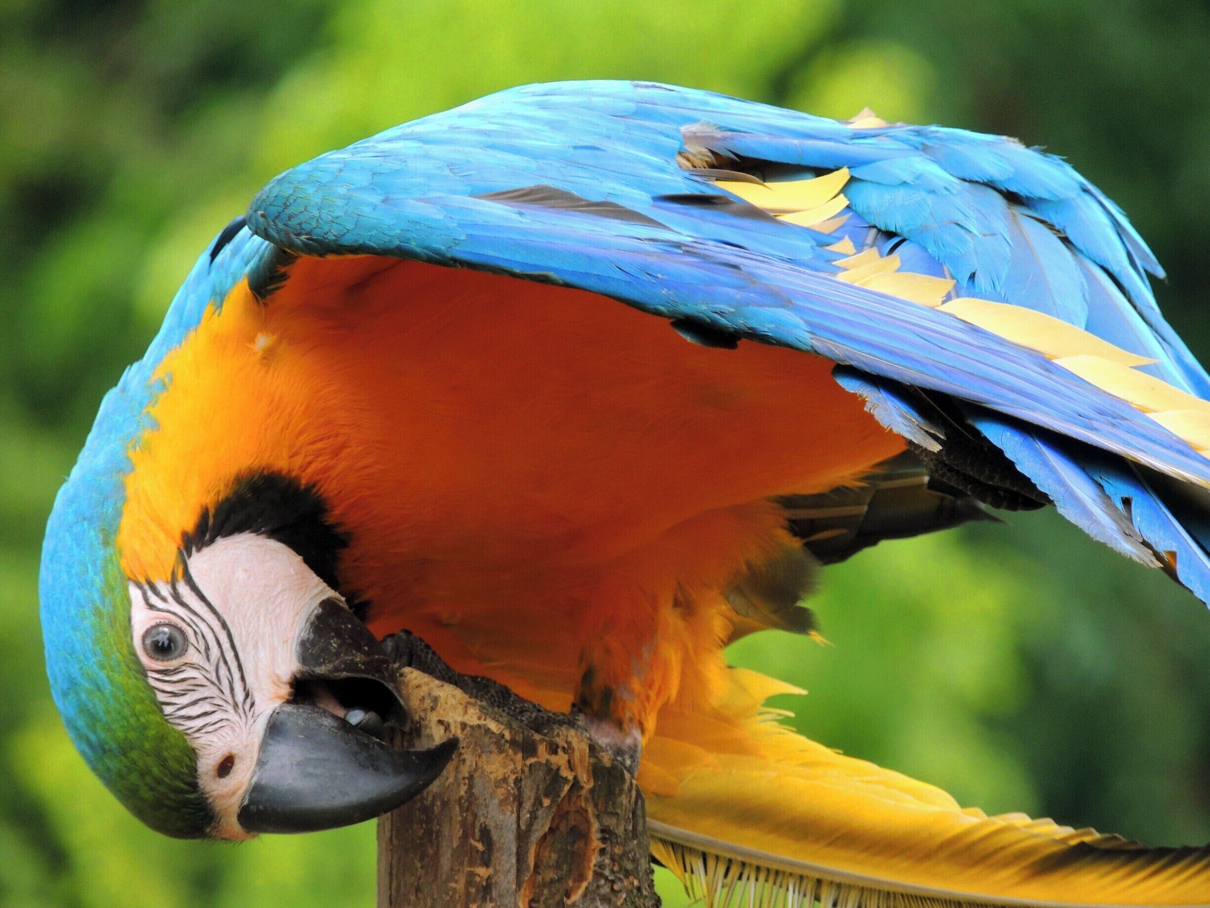 This macaw added some true local color to  Santa's Village Azoosment Park.  He seemed to like the spotlight, drawing a crowd when he hopped onto the split rail fence separating his wildlife area from onlookers.  He put on quite the show.  