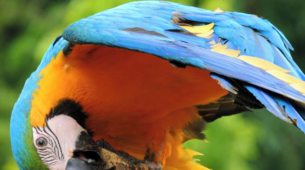 This macaw added some true local color to Santa's Village Azoosment Park. He seemed to like the spotlight, drawing a crowd when he hopped onto the split rail fence separating his wildlife area from onlookers. He put on quite the show.