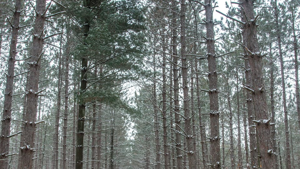 When you're alone with your thoughts, look for something bigger than you. I just discovered this pine forest last year and fell in love with it! It's a surreal feeling walking amongst these tall giants. The thoughts and struggles feel so small in comparison with mother nature! #GreatOutdoors